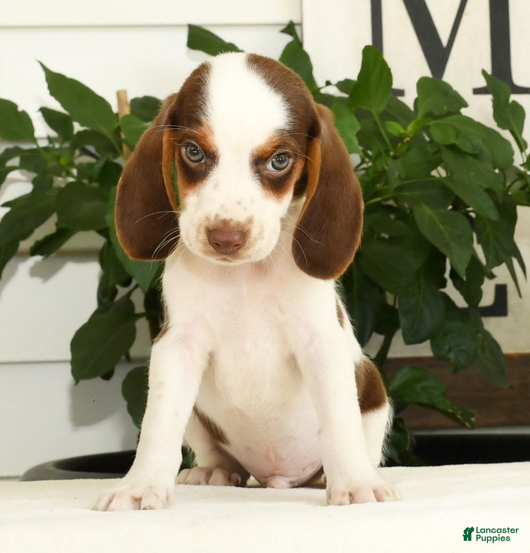 Beagle dogs for sale: Phil - Image 3