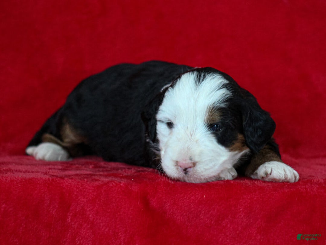 Mini Bernedoodle dogs for sale: Matilda - Image 4