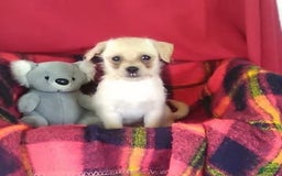 Chihuahua dogs for sale: Chip - Image 7