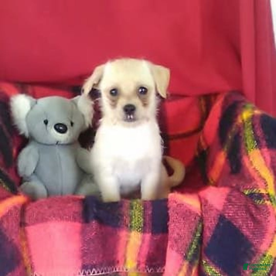 Chihuahua dogs for sale: Chip - Image 7