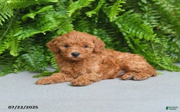 Miniature Poodle dogs for sale: Meadow - Image 3