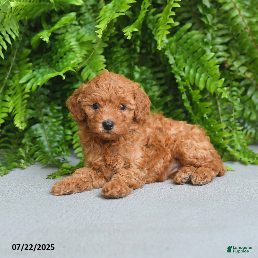 Miniature Poodle dogs for sale: Meadow - Image 3