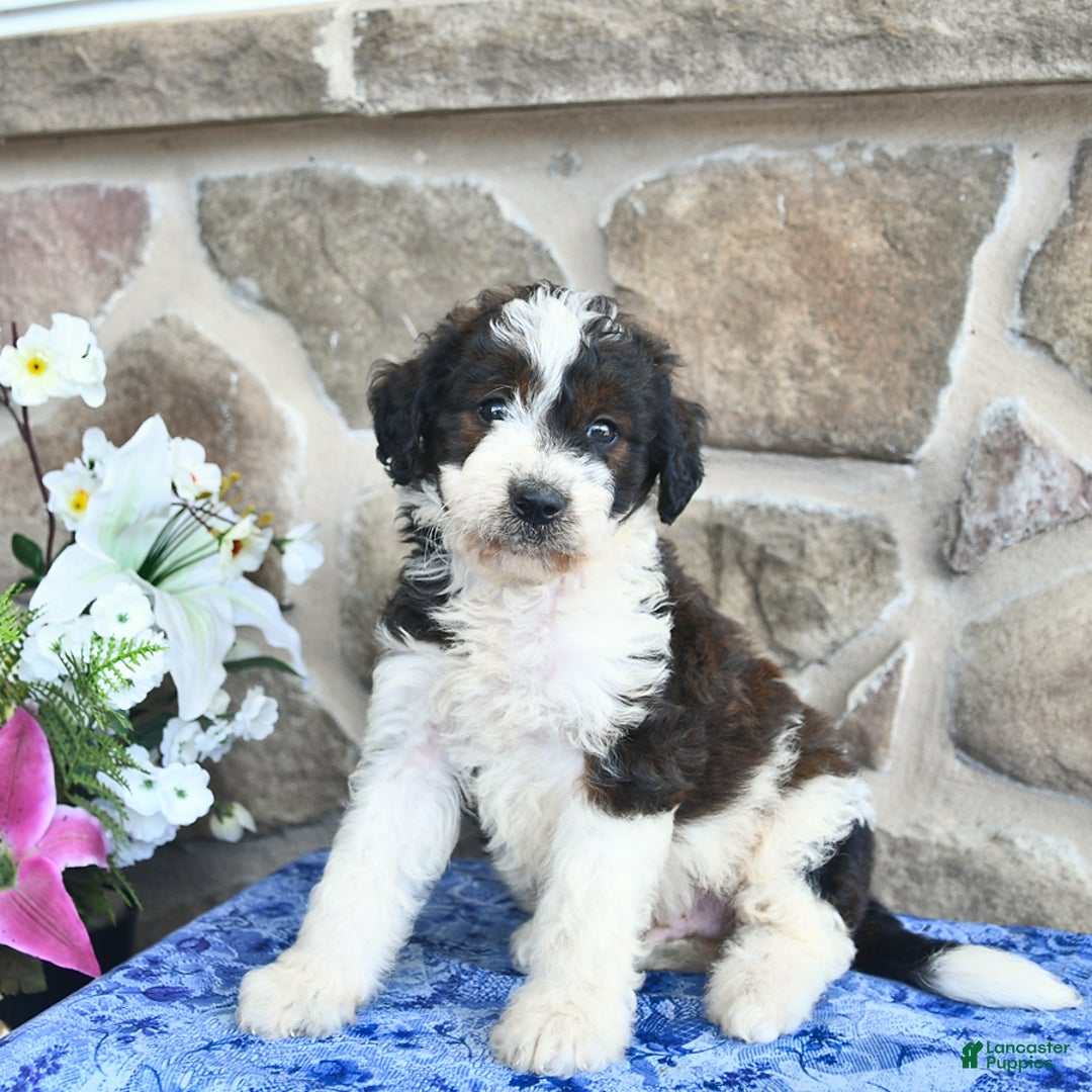 Goldendoodle dogs for sale: Salty - Image 3