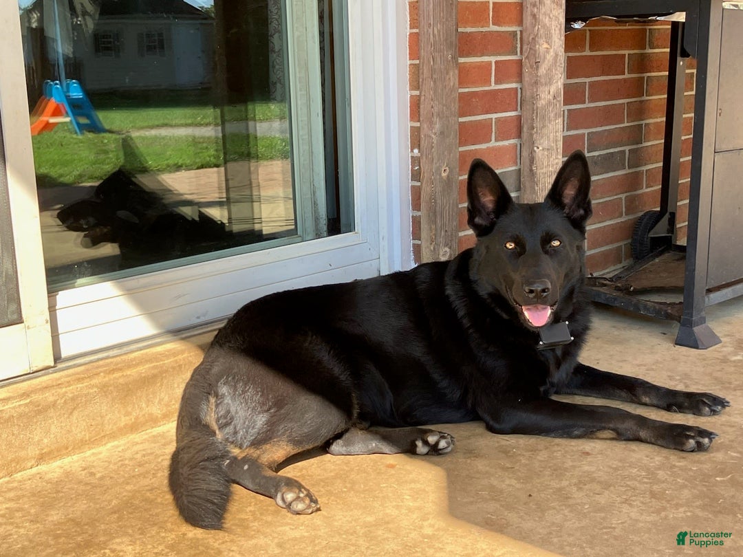 German Shepherd dogs for sale: Luna - Image 13