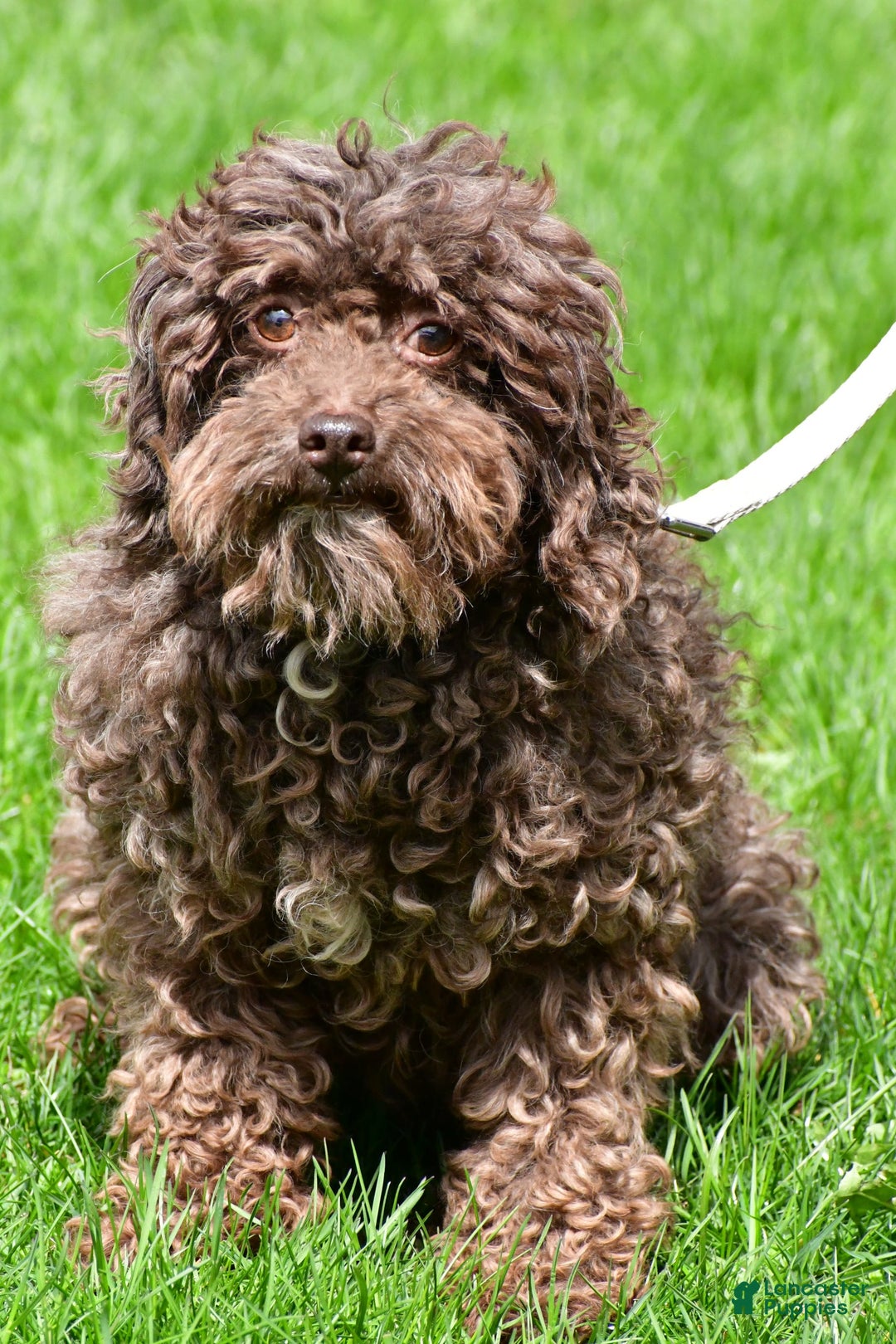 Bichpoo dogs for sale: Alisha - Image 8