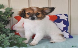 Papillon dogs for sale: Chico - Image 9