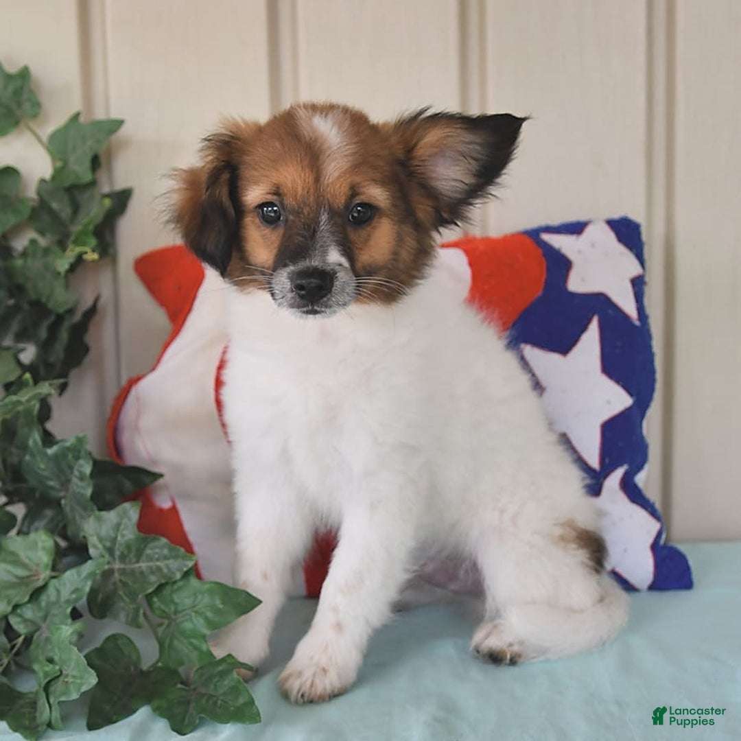Papillon dogs for sale: Chico - Image 9