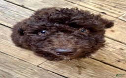 Aussiedoodle dogs for sale: Lady - Image 2