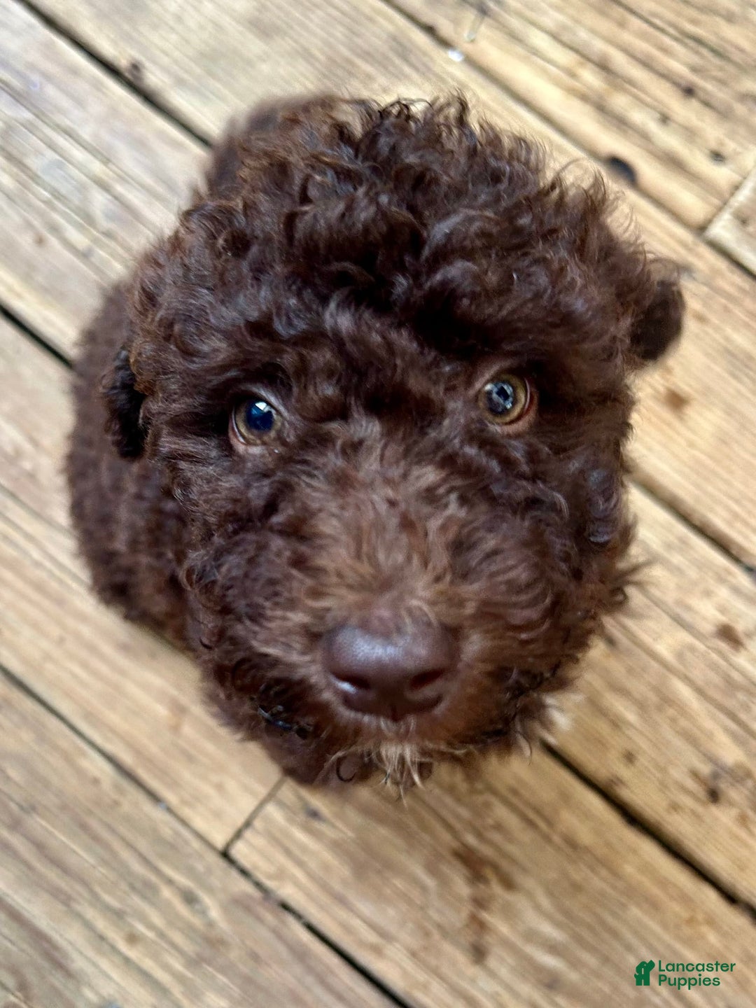 Aussiedoodle dogs for sale: Lady - Image 2