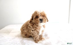 Shihpoo dogs for sale: Linc - Image 3