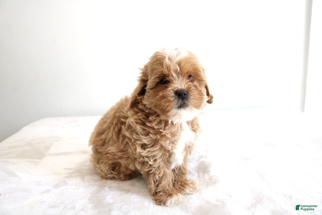Shihpoo dogs for sale: Linc - Image 3