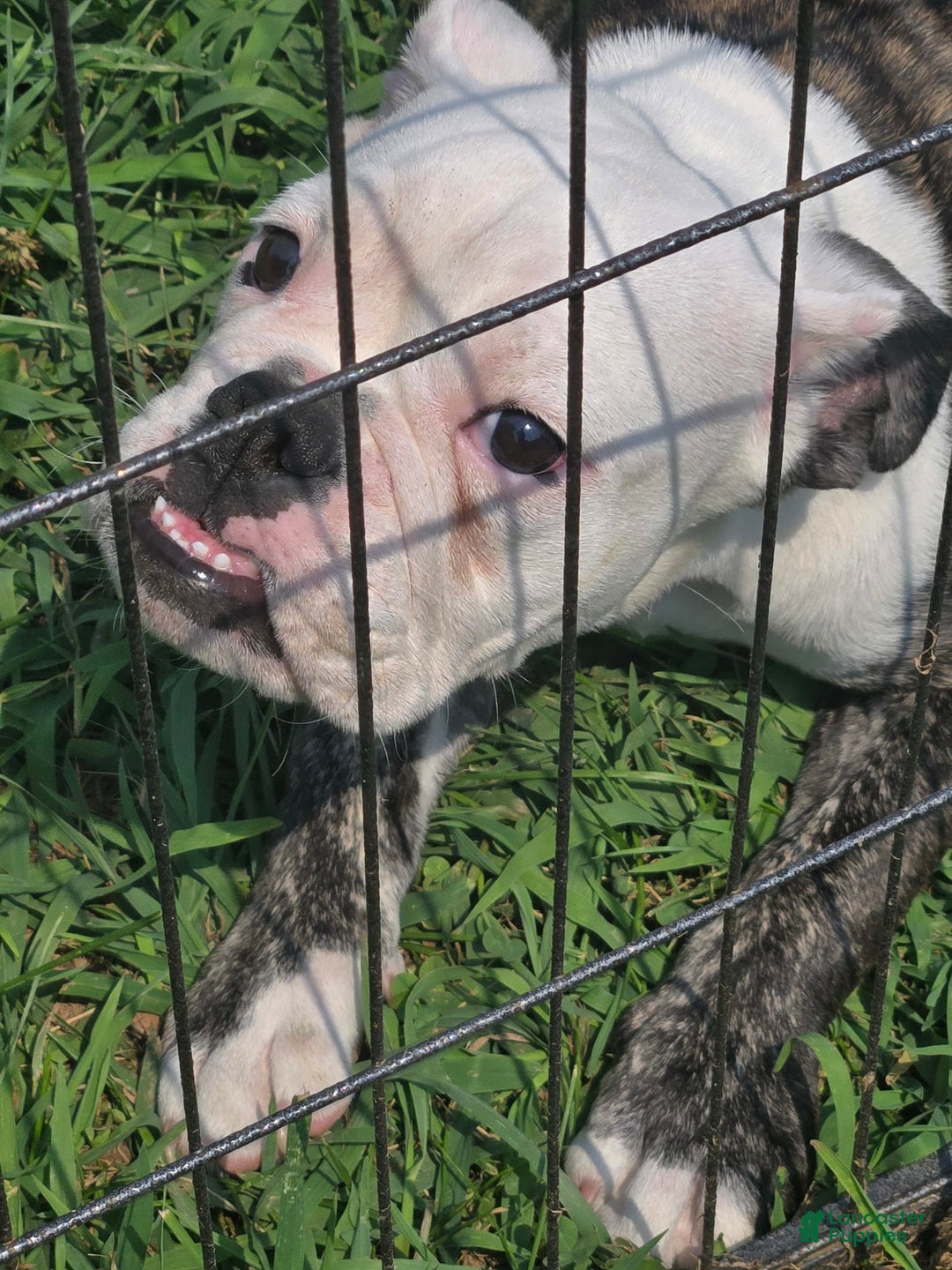 English Bulldog dogs for sale: Elininor - Image 4