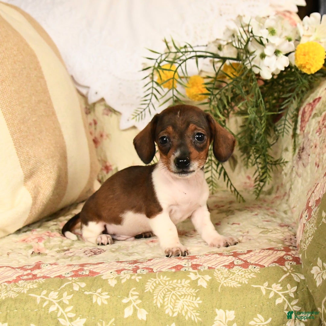Miniature Dachshund dogs for sale: Rascal - Image 2
