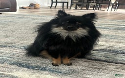 Pomeranian dogs for sale: Capri - Image 7