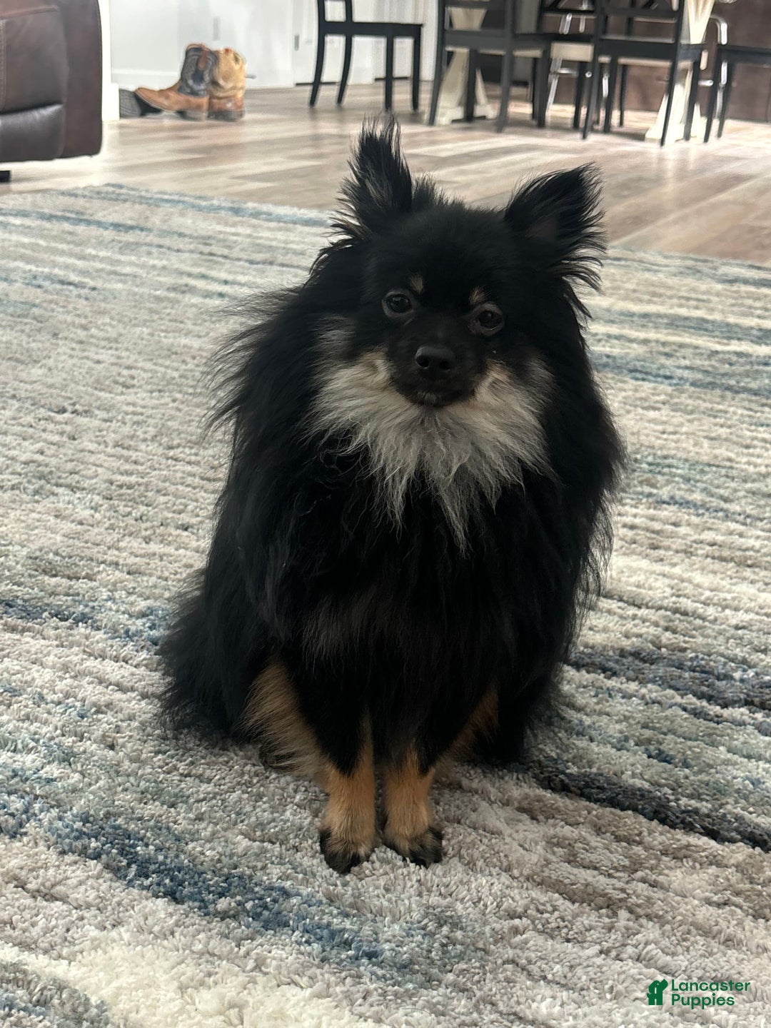 Pomeranian dogs for sale: Capri - Image 7