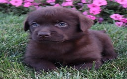 Labrador Retriever dogs for sale: Poppy - Image 6