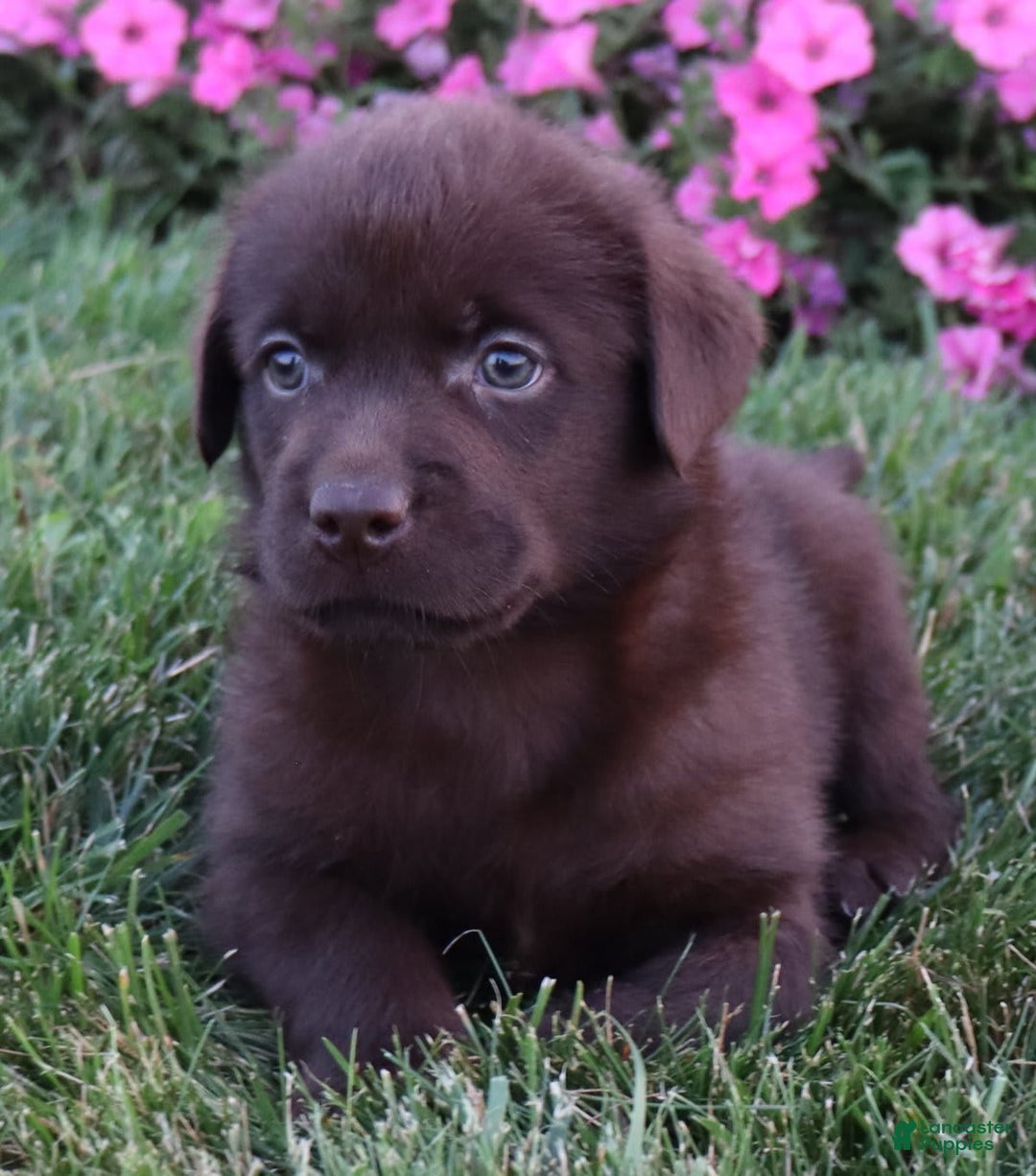 Labrador Retriever dogs for sale: Poppy - Image 6
