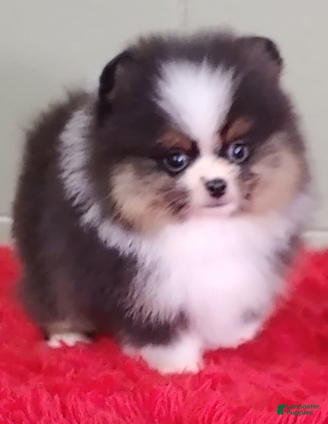 Pomeranian dogs for sale: Tux - Image 7