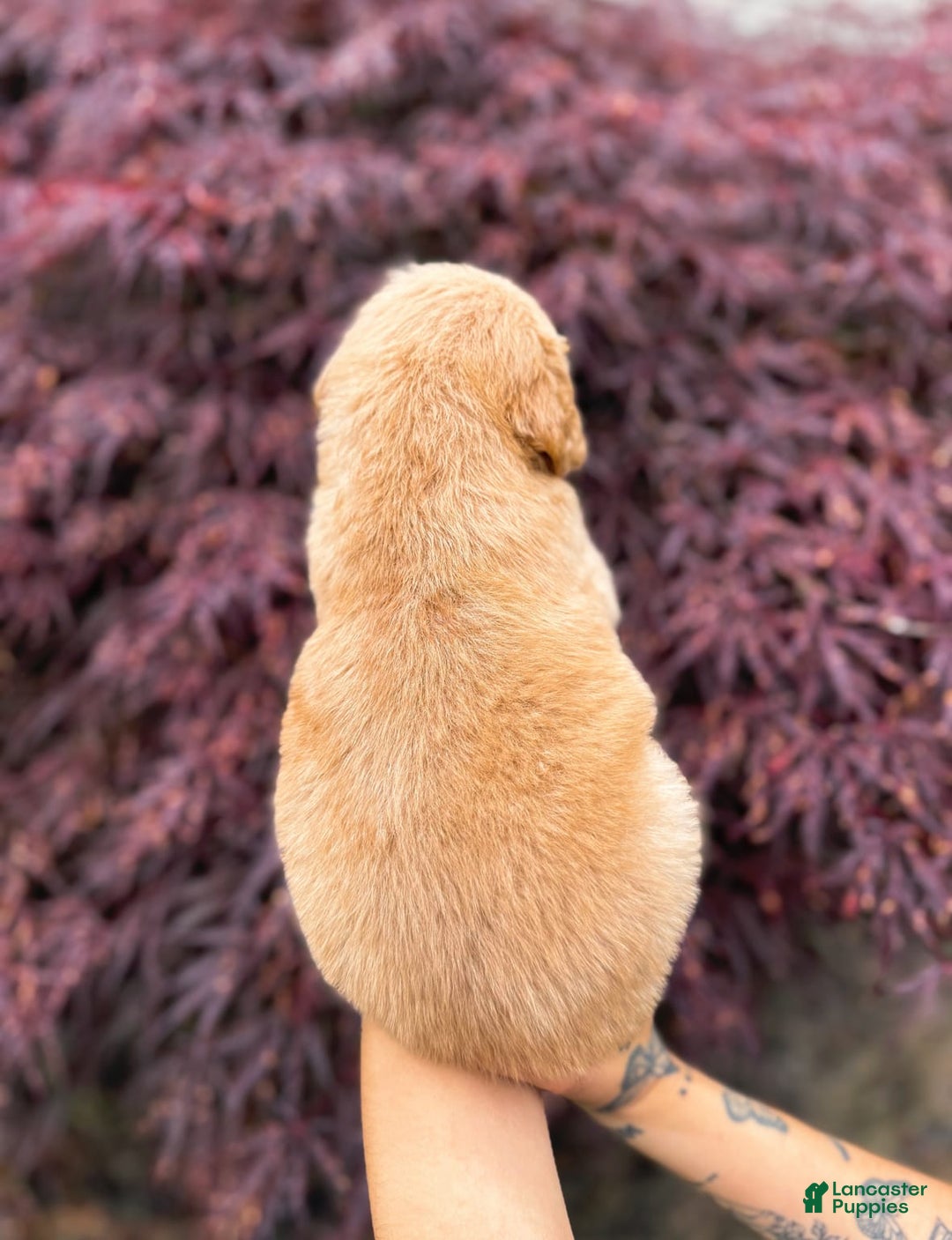 Golden Retriever dogs for sale: Willow - Image 3