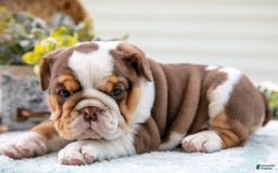 English Bulldog dogs for sale: Emily - Image 2