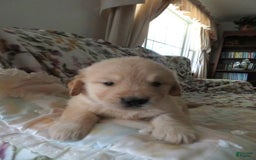 Golden Retriever dogs for sale: Erin - Image 32