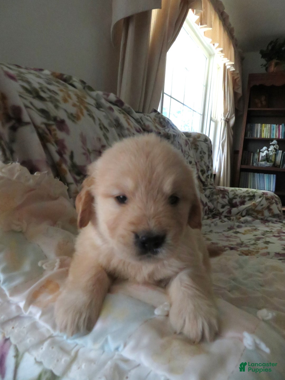 Golden Retriever dogs for sale: Erin - Image 32