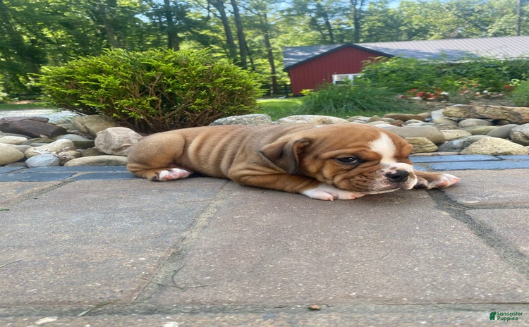 English Bulldog dogs for sale - Ad 4