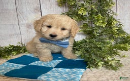 Doxiepoo dogs for sale: Darrin - Image 1