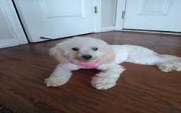 Pudelpointer dogs for sale: Princess - Image 7