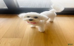 Bichon Frise dogs for sale: Zoe - Image 9