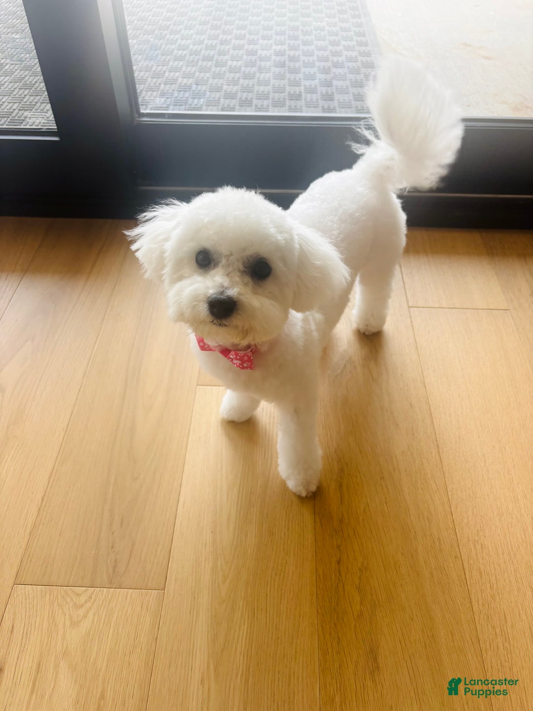 Bichon Frise dogs for sale: Zoe - Image 9