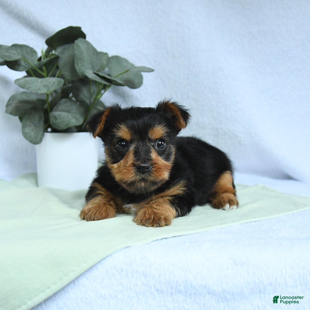 Yorkshire Terrier dogs for sale: Emmett - Image 2