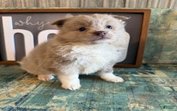 Pomeranian dogs for sale: Alex - Image 5