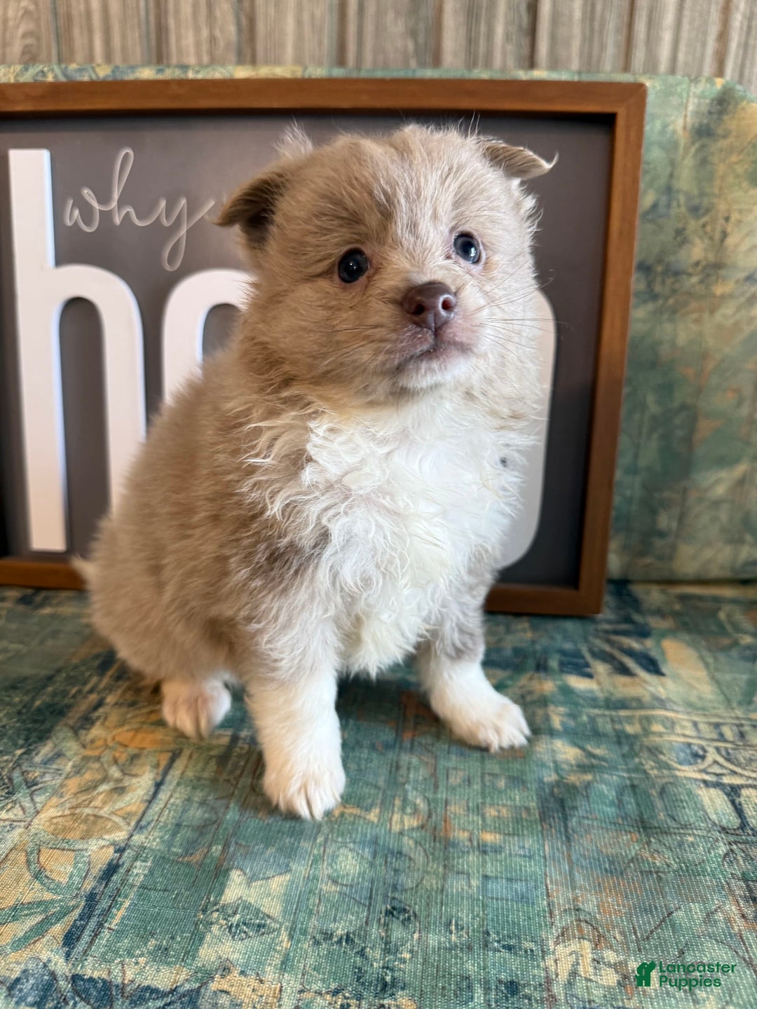 Pomeranian dogs for sale: Alex - Image 5