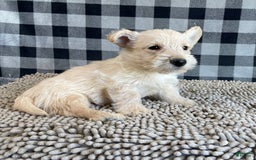 Scottish Terrier dogs for sale: Mason - Image 1