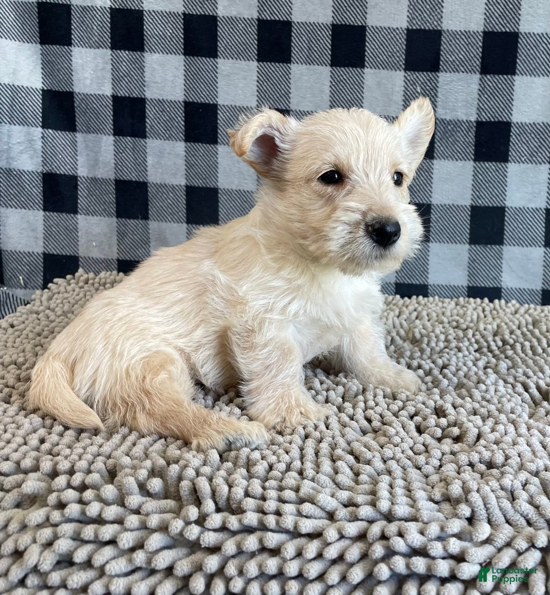 Scottish Terrier dogs for sale: Mason - Image 1