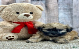Shih Tzu dogs for sale: Snapps - Image 1