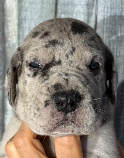 Great Dane dogs for sale: Kevin - Black Merle - Image 5