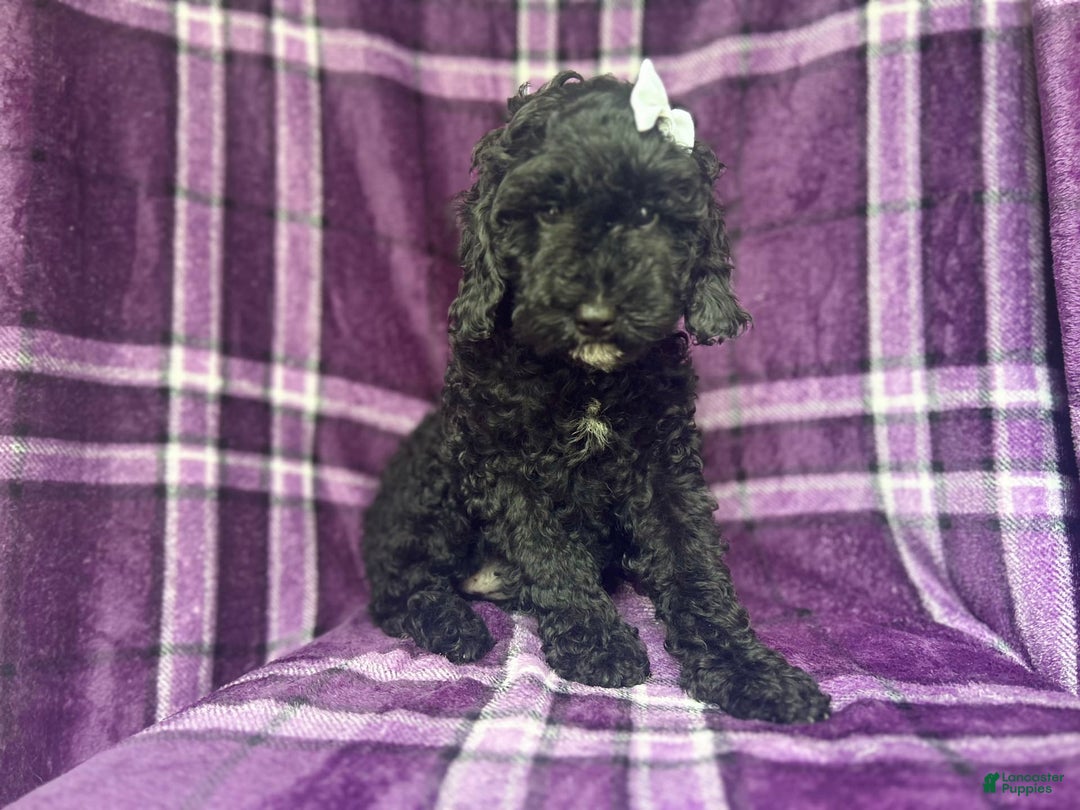 Cockapoo dogs for sale: Snookie - Image 4