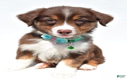 Australian Shepherd dogs for sale: Kody - Image 1