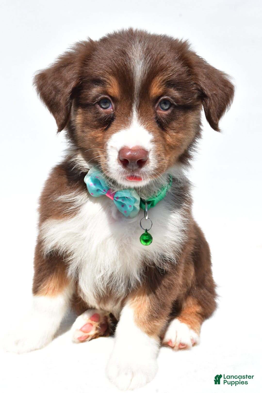 Australian Shepherd dogs for sale: Kody - Image 1