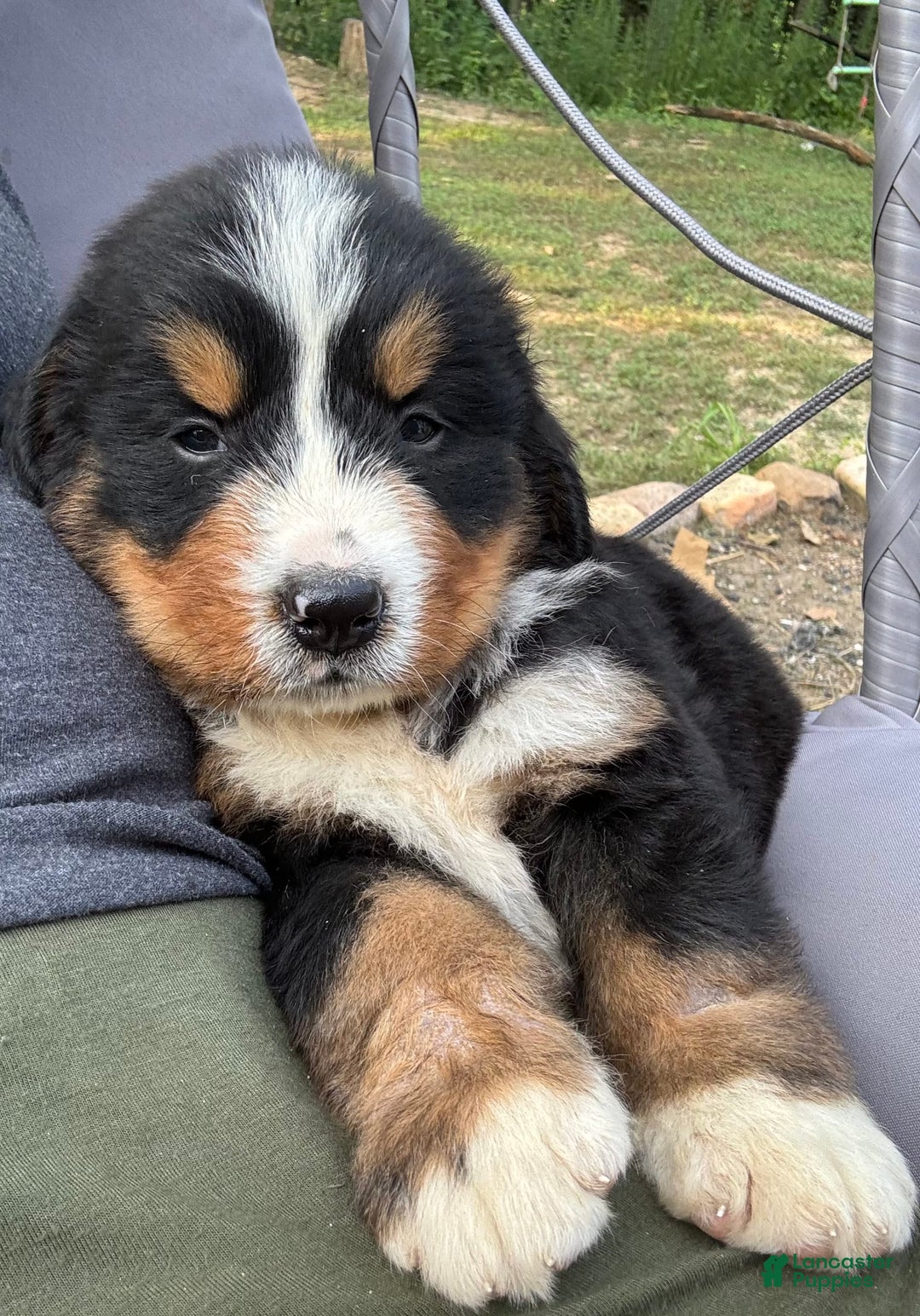 Bernese Mountain Dog dogs for sale: Red - Image 7