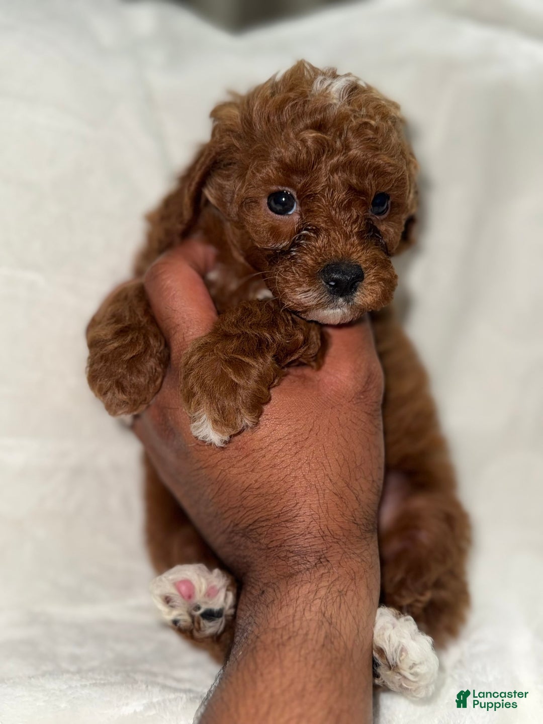 Toy Poodle dogs for sale: Choco - Image 3