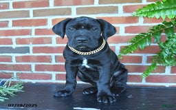 Cane Corso dogs for sale: Cassy - Image 4