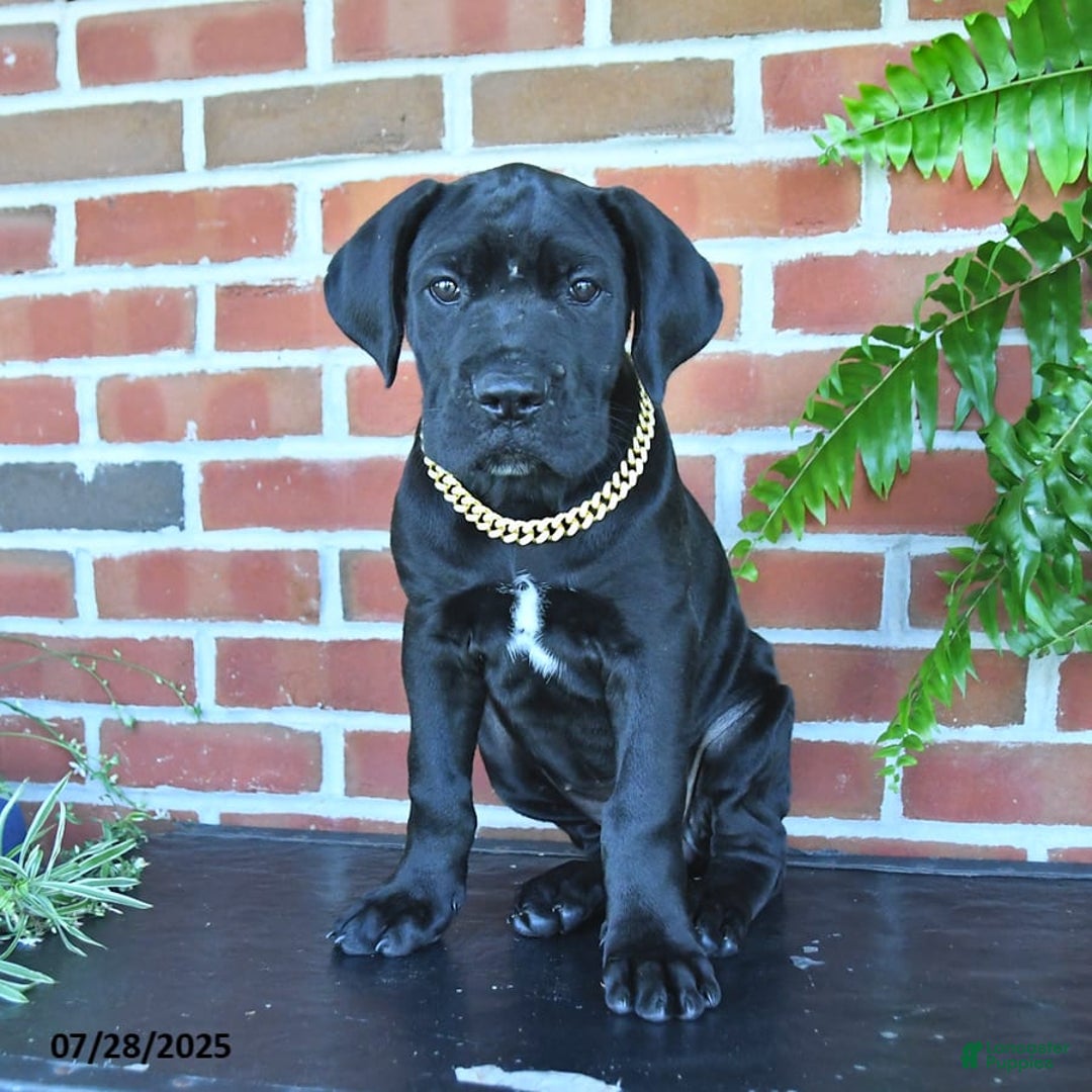 Cane Corso dogs for sale: Cassy - Image 4