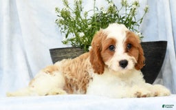 Cavapoo dogs for sale: Pluto - Image 6
