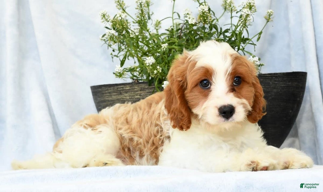 Cavapoo dogs for sale: Pluto - Image 6