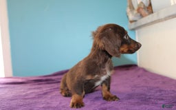Dachshund dogs for sale: Dachshund 4 puppies - Image 25