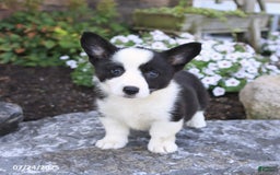 Welsh Corgi Pembroke dogs for sale: Irena - Image 2