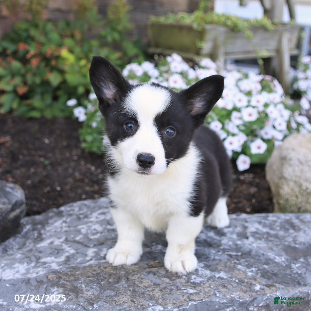 Welsh Corgi Pembroke dogs for sale: Irena - Image 2